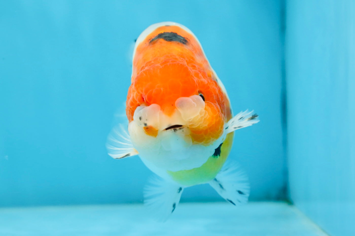 A Grade Freckled Chubby Calico LionKing 4.5 inches #062025LC_07