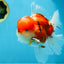 AAA Grade Godzilla Sakura Oranda Male 5.5 inches #080125OR_10