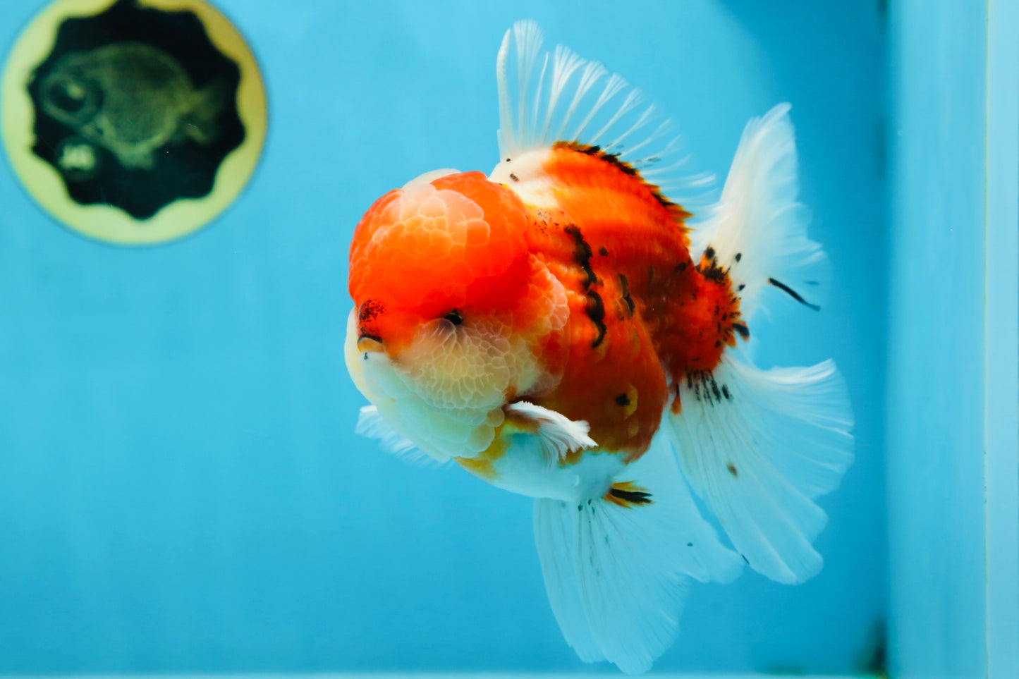 AAA Grade Godzilla Sakura Oranda Male 5.5 inches #080125OR_10