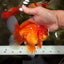 AAA Grade Red White Oranda Male 5.5 inches #080726OR_10