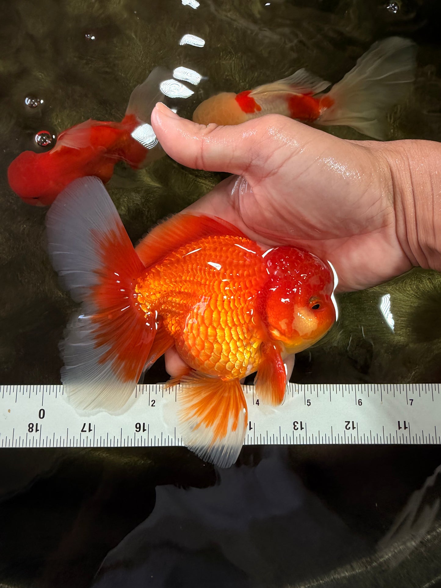 AAA Grade Red White Oranda Male 5.5 inches #080726OR_10