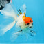 A Grade Tricolor Unique Color Mark Oranda Male 7 inches #0706OR_06