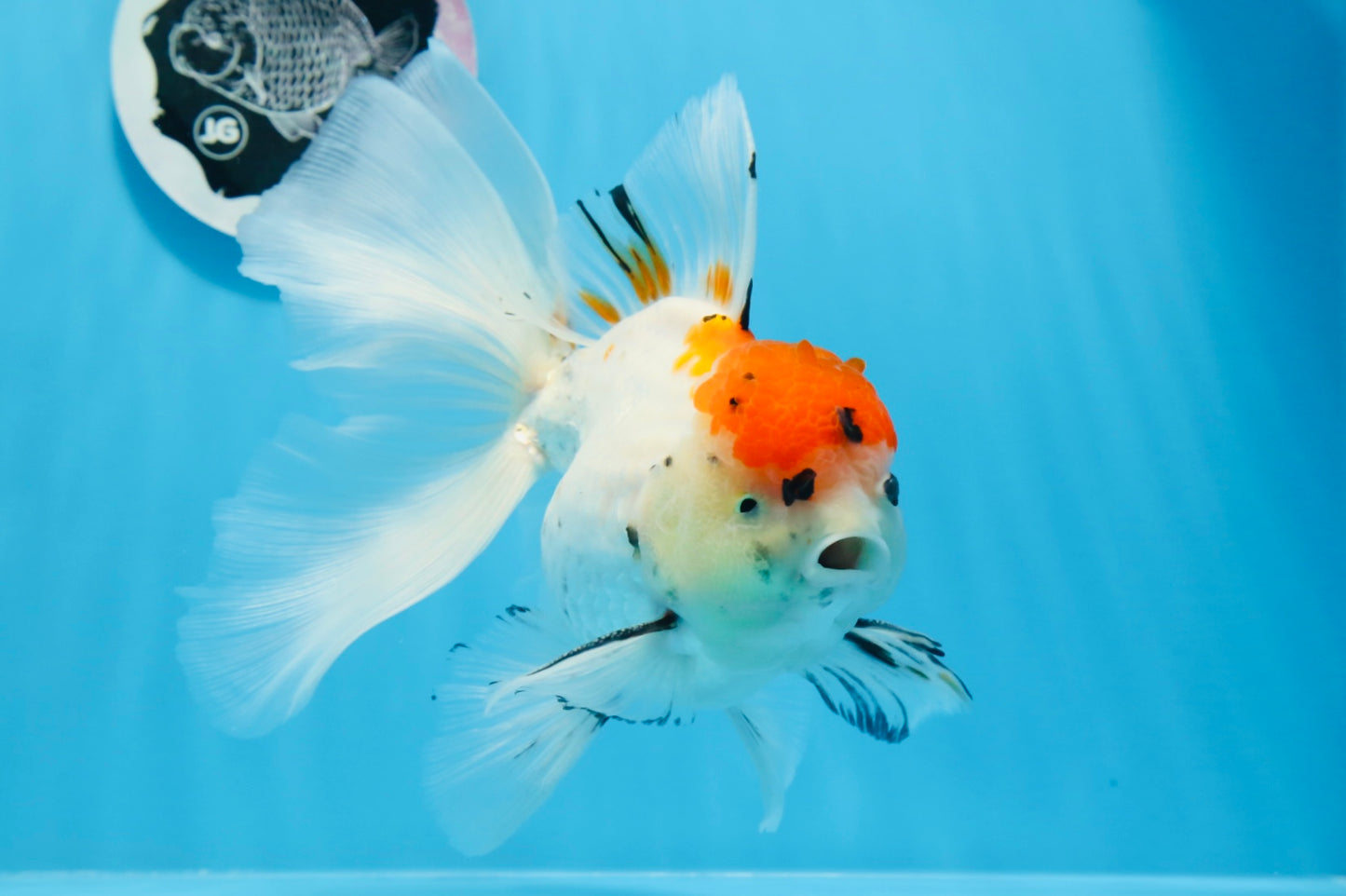 A Grade Tricolor Unique Color Mark Oranda Male 7 inches #0706OR_06