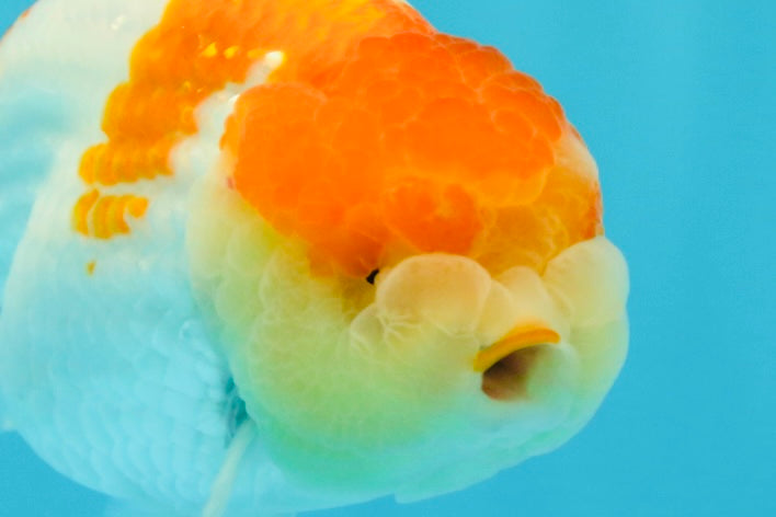 AAA Grade Dragon Head Kohaku Red White LionKing 4-4.5 inches #022726LC_29