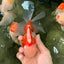 A Grade Jade Head Red White Oranda Male 5.5 inches #102326OR_07