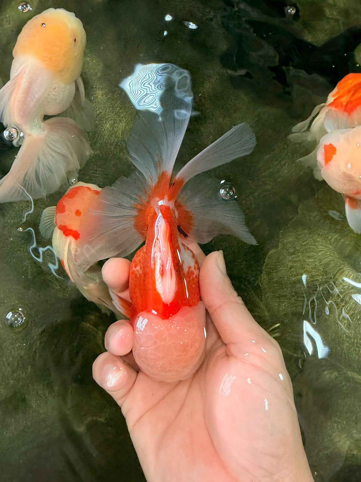 A Grade Jade Head Red White Oranda Male 5.5 inches #102326OR_07