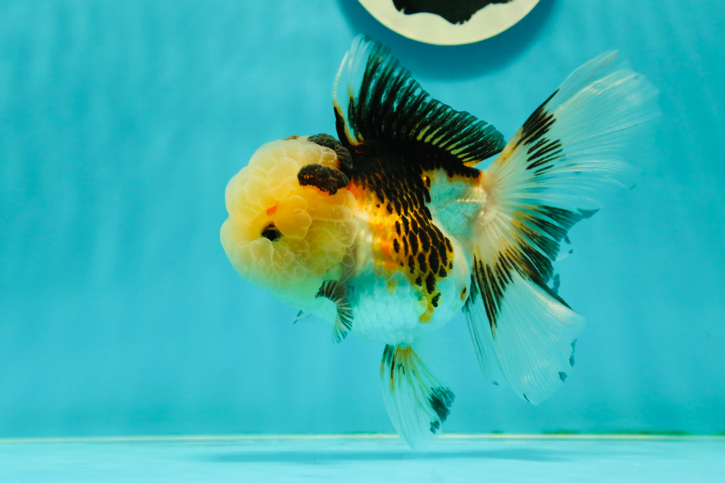 BULLDOG Jelly Wen Tricolor Oranda Female 5 inches #1018OR_18