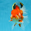 AAA Grade Young Godzilla Red White Oranda Male 6 inches #081525OR_07