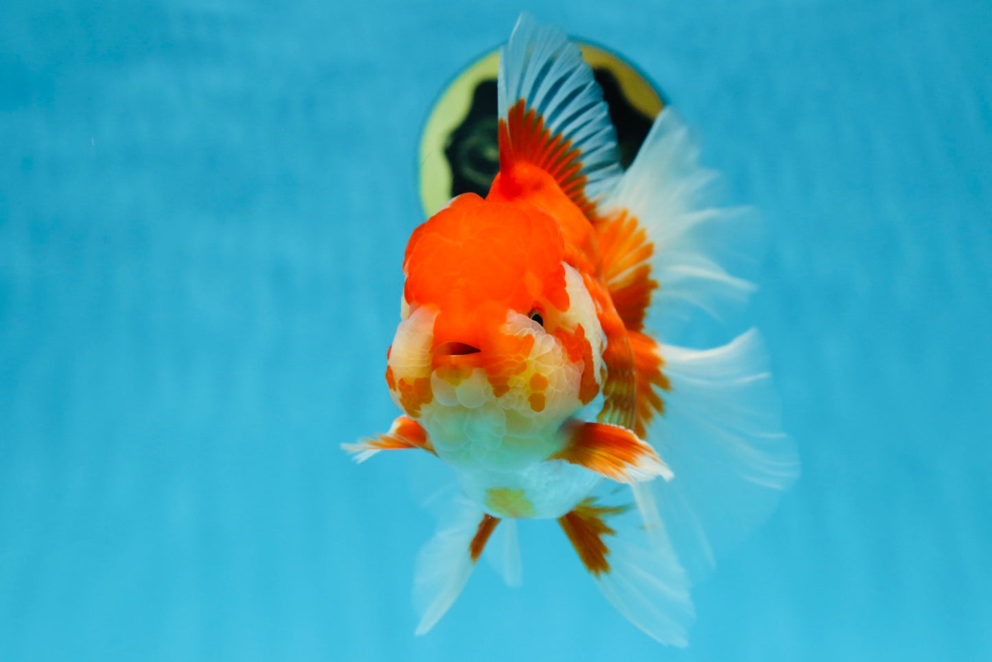 AAA Grade Young Godzilla Red White Oranda Male 6 inches #081525OR_07