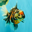 AAA Grade Special Sanke Calico Oranda Female 7 inches #071726OR_04