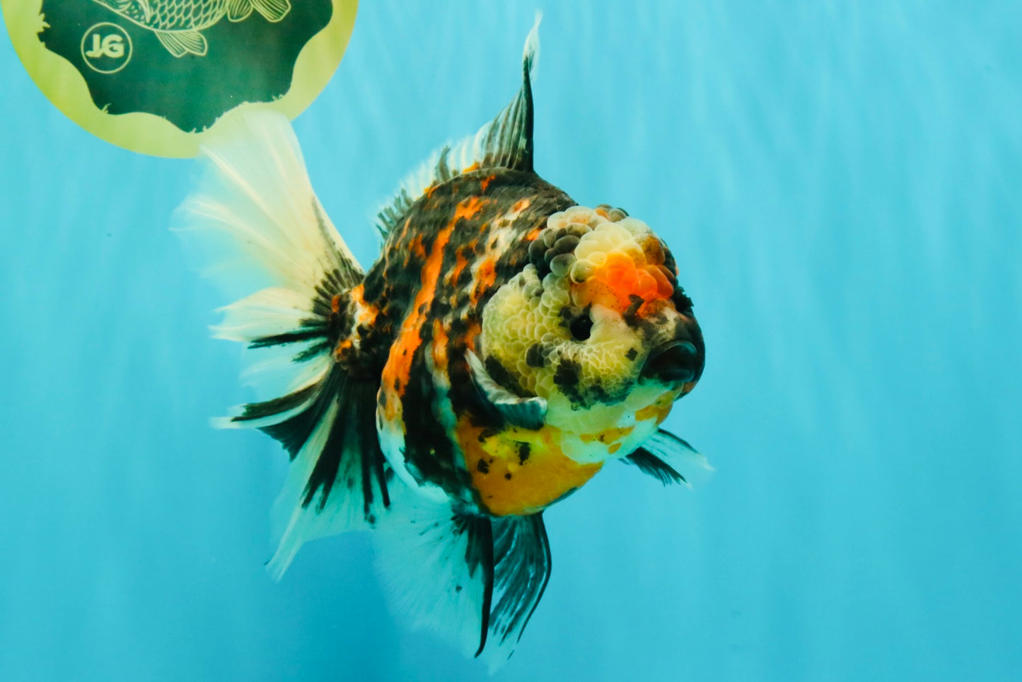 AAA Grade Special Sanke Calico Oranda Female 7 inches #071726OR_04