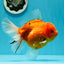 Godzilla oranda hembra joven de grado AAA de 5 a 5,5 pulgadas n.° 0510OR_17