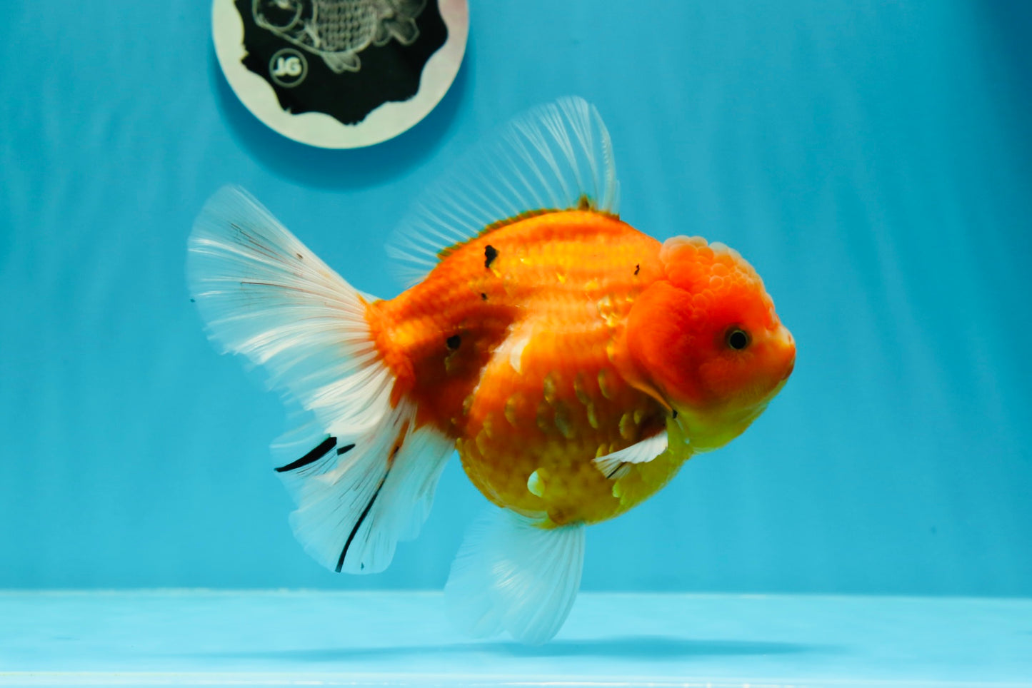 Godzilla oranda hembra joven de grado AAA de 5 a 5,5 pulgadas n.° 0510OR_17