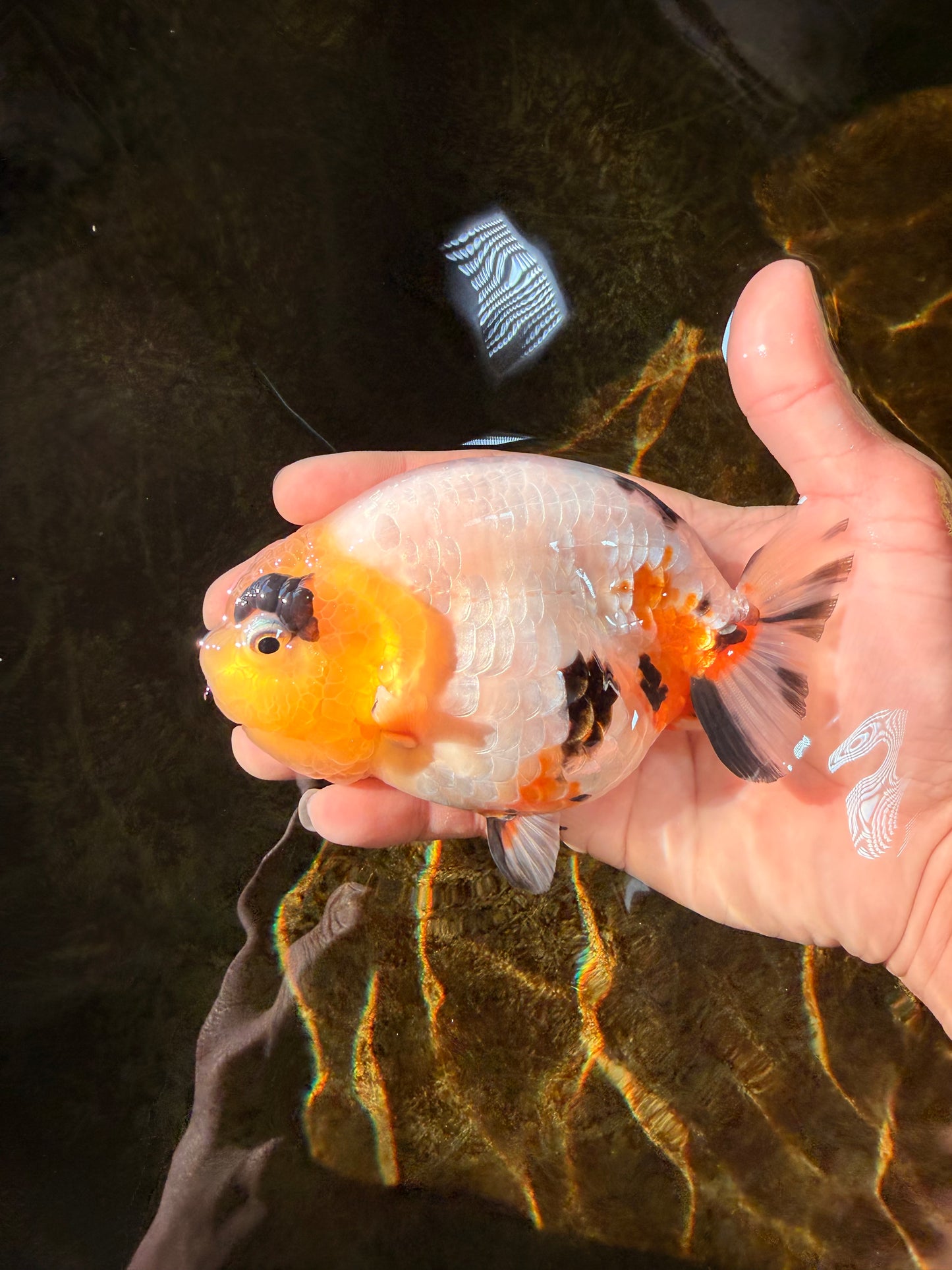 SPECIAL AAA Grade Chinese Cow Ranchu Female 5 inches #102425RC_06