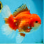 AAA Grade Red White Oranda Male 6 inches #080125OR_12