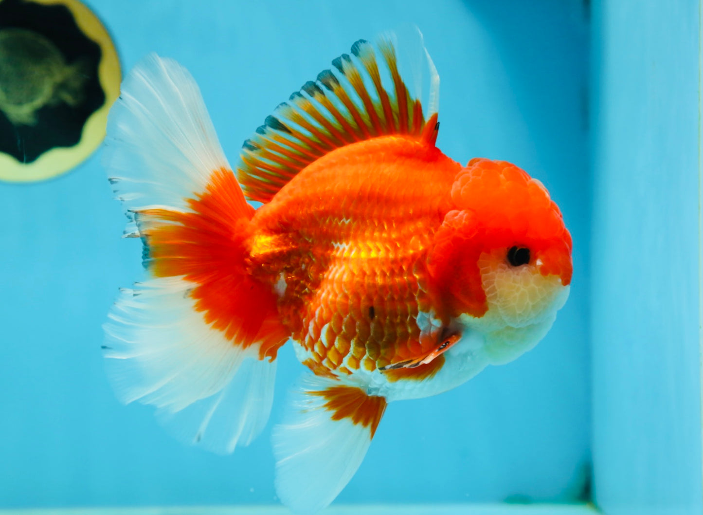 AAA Grade Red White Oranda Male 6 inches #080125OR_12