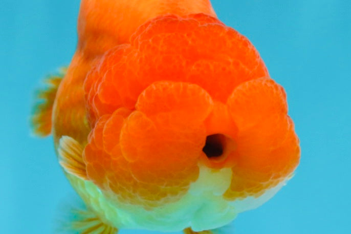 A Grade Solid Red LionKing 4 inches #062725LC_01