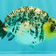 SPECIAL AAA Grade White Tiger LionKing 5.5 inches #061926RC_07