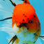 A Grade Sakura Oranda Male 6 inches #110725OR_04