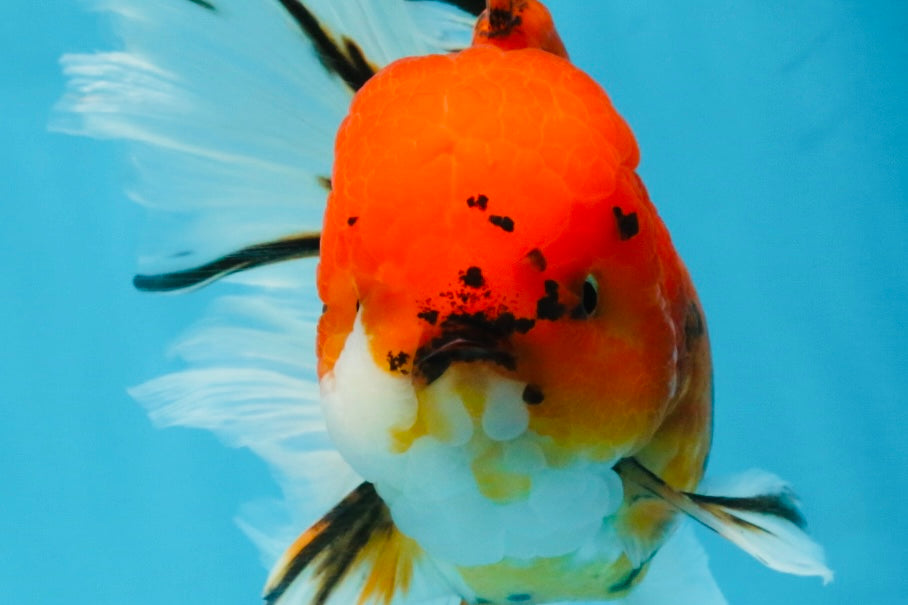 A Grade Sakura Oranda Male 6 inches #110725OR_04