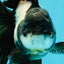 ROYAL A Grade Panda Oranda Female 5.5-6 inches #031326OR_24