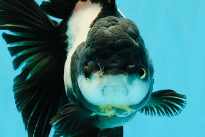 ROYAL A Grade Panda Oranda Female 5.5-6 inches #031326OR_24