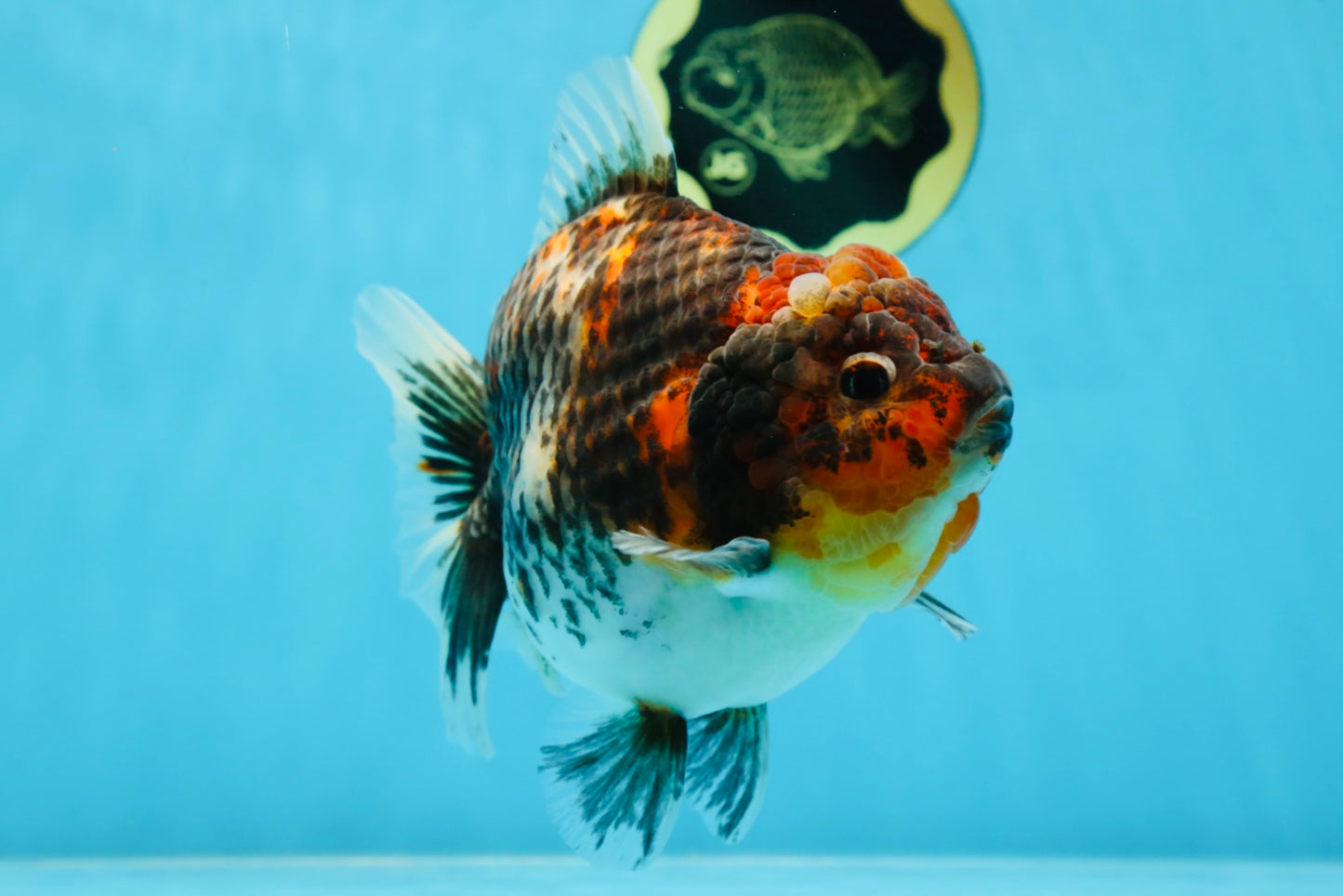 A Grade Godzilla Kirin Yuanbao Female 5.5-6 inches #053025YB_02