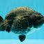 A Grade Blue Chinese Ranchu Female 5 inches #022726RC_22