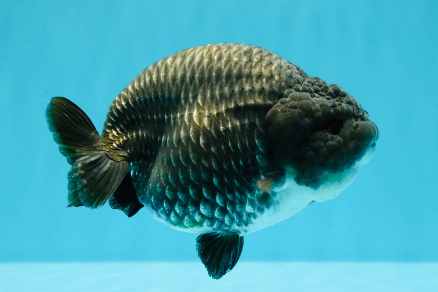 A Grade Blue Chinese Ranchu Female 5 inches #022726RC_22