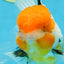 Tricolor Oranda Female 5-5.5 inches #070425OR_20