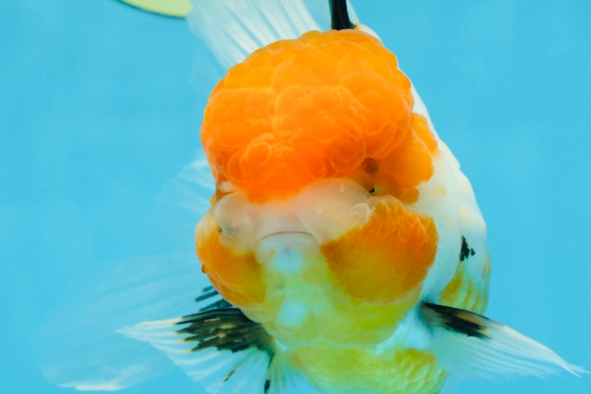 Tricolor Oranda Female 5-5.5 inches #070425OR_20