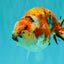 CHUBBY AAA Grade Diamond Scale Tricolor  Ranchu Male 5.5-6 inches #101626RC_26
