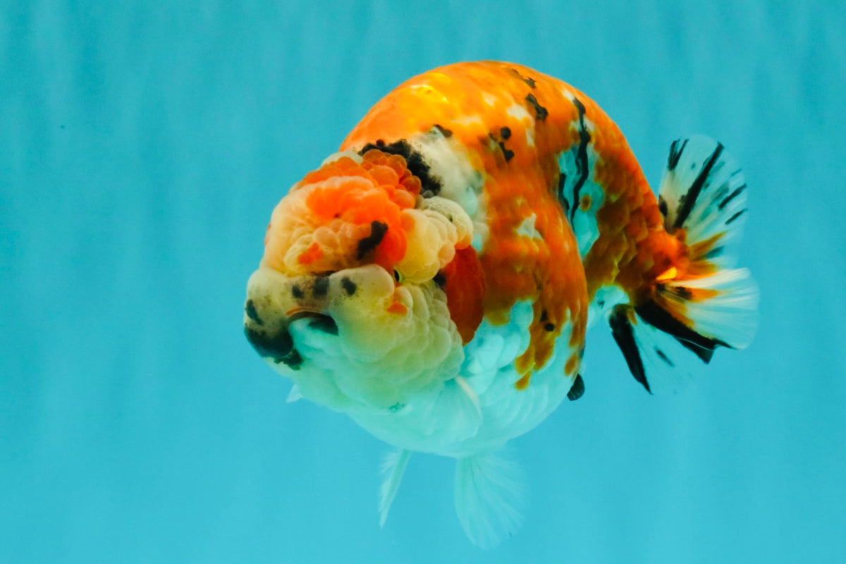 CHUBBY AAA Grade Diamond Scale Tricolor  Ranchu Male 5.5-6 inches #101626RC_26