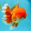 TOMATO AAA Grade Red White Oranda Male 6.5 inches #022026OR_05