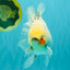 A Grade Marble Oranda Male 5.5-6 inches #062626OR_31