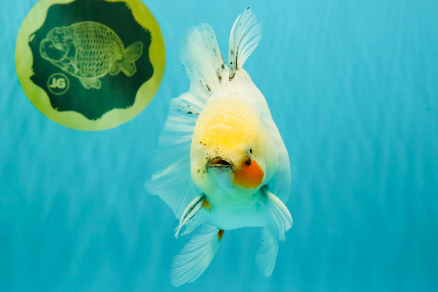 A Grade Marble Oranda Male 5.5-6 inches #062626OR_31