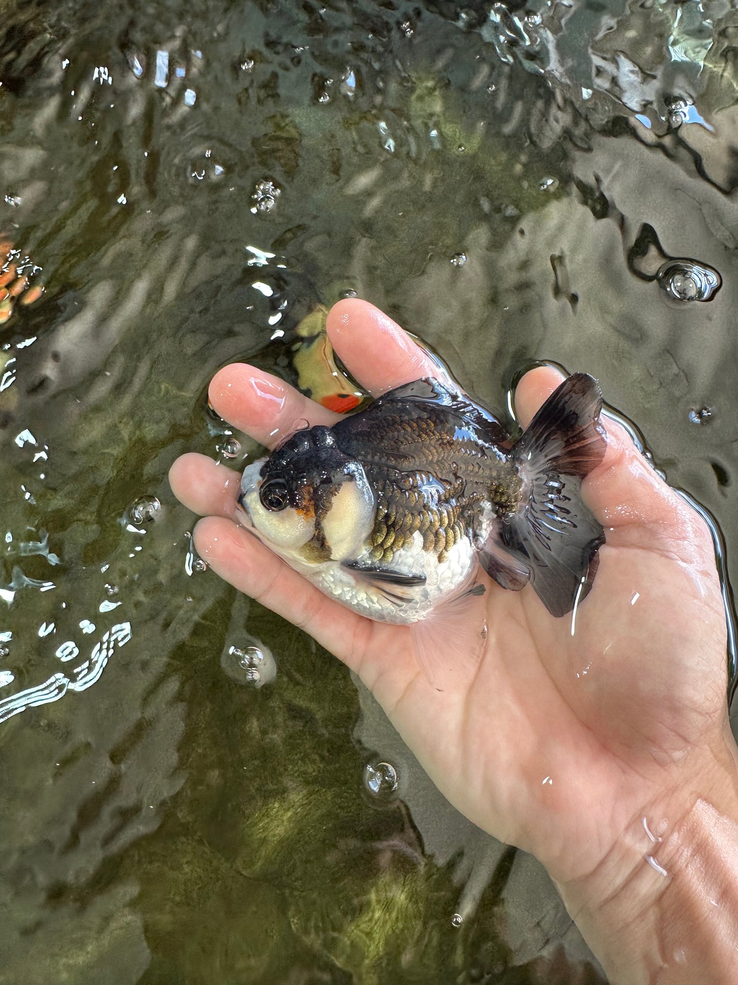 Pompom Panda Yuanbao Male 4 inches #052325YB_28