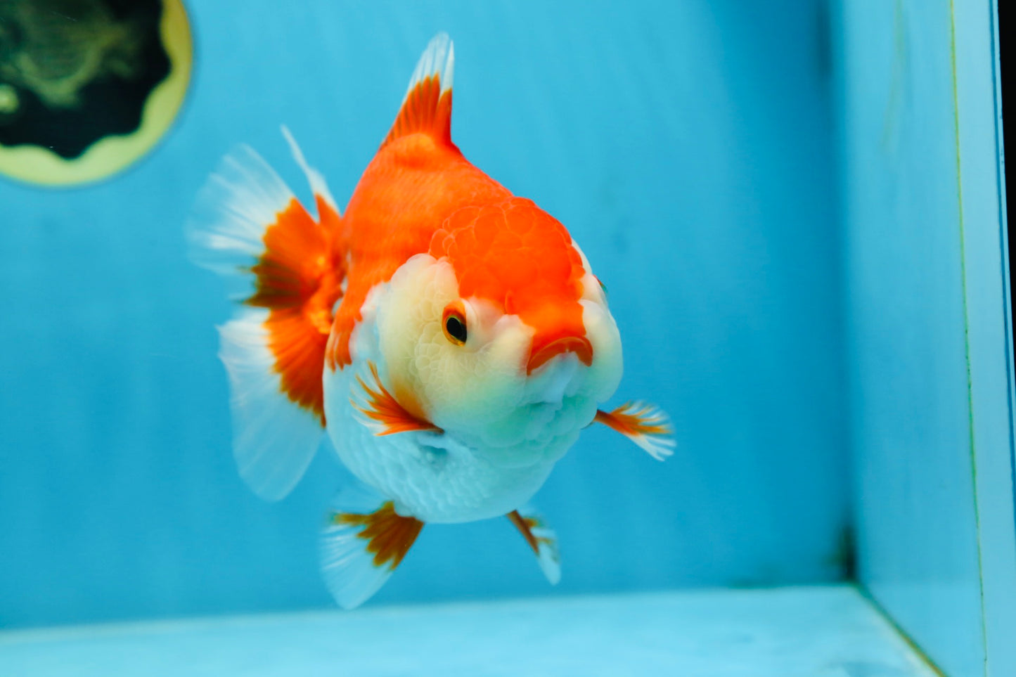 A Grade Red White Yuanbao 5.5 inches #080825YB_27