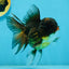 A Grade Chicken Tricolor Oranda Male 5 inches #112924OR_18