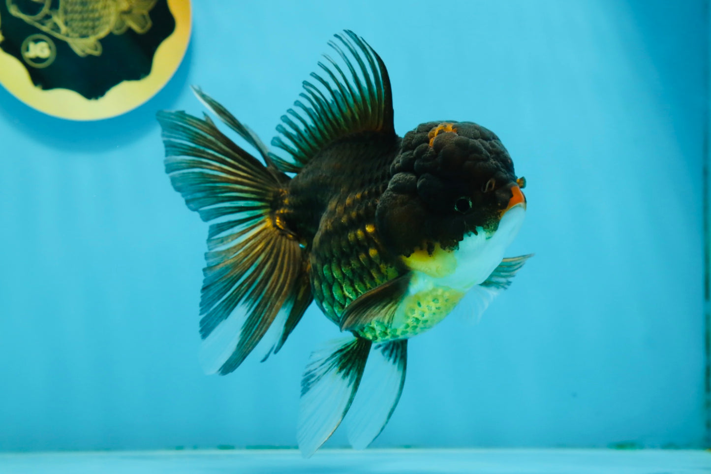 A Grade Chicken Tricolor Oranda Male 5 inches #112924OR_18