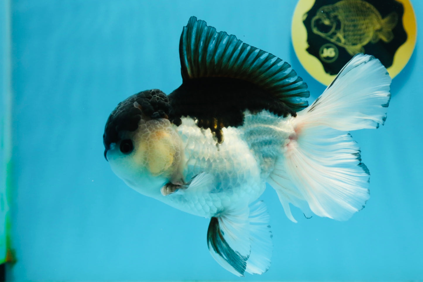 AAA Grade Panda Oranda Male 5.5  inches #112924OR_19