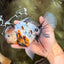 UNIQUE A Grade Calico Oranda Male 6.5 inches #082826OR_06