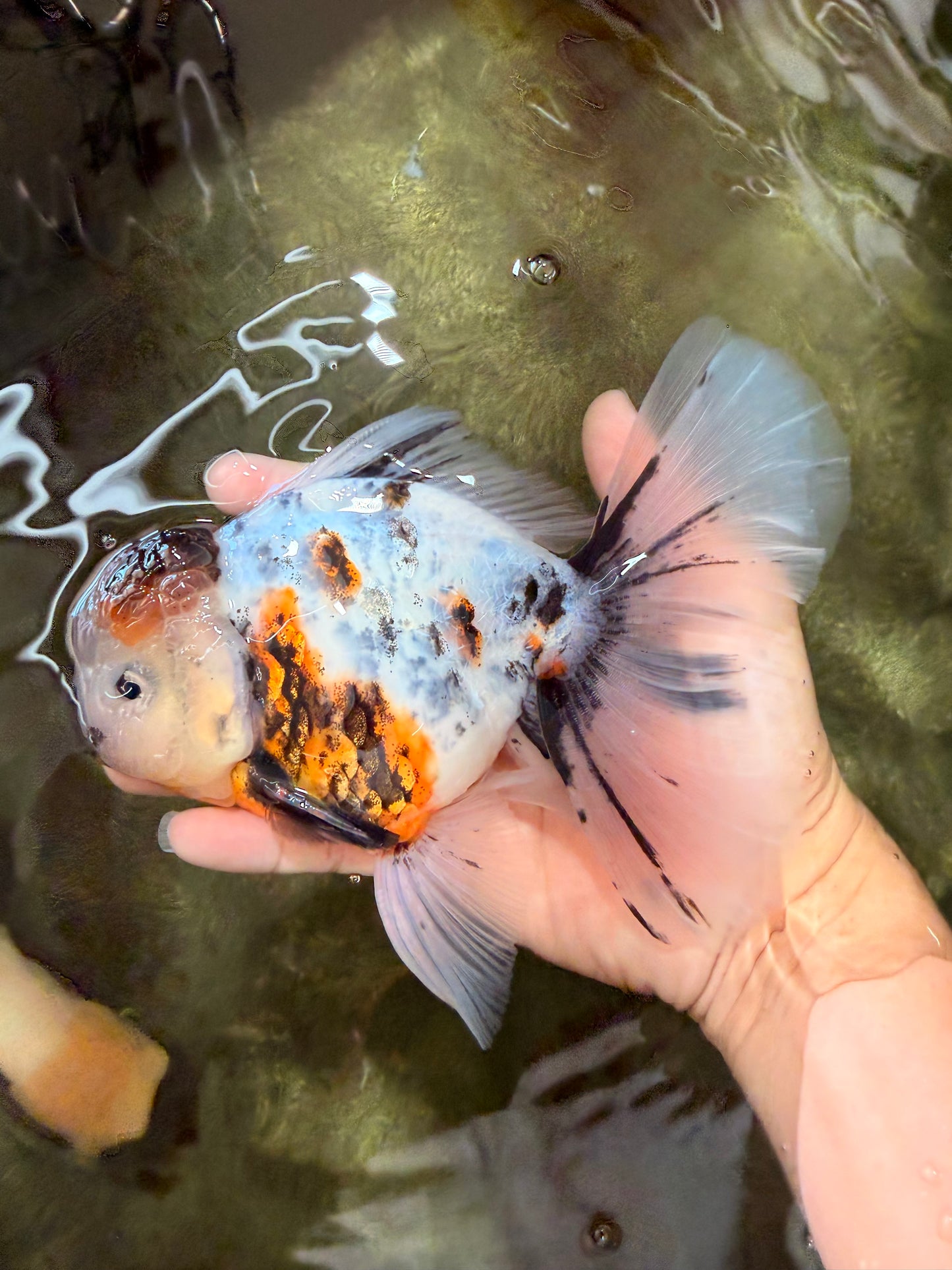 UNIQUE A Grade Calico Oranda Male 6.5 inches #082826OR_06