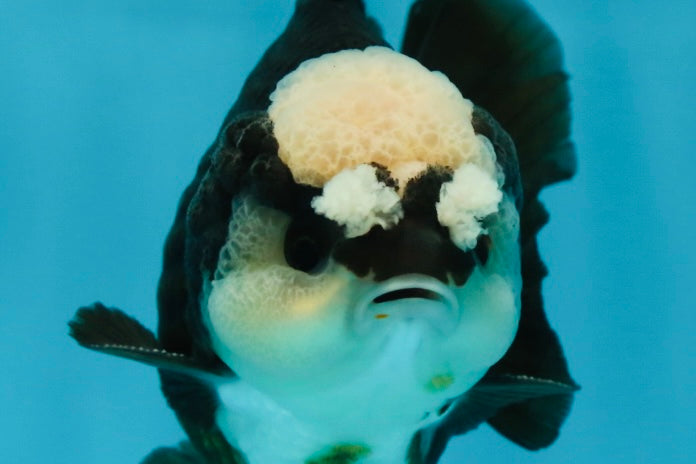 A Grade Jade Head Pompom Panda Button Eyes Yuanbao Male 4 inches #050925YB_29