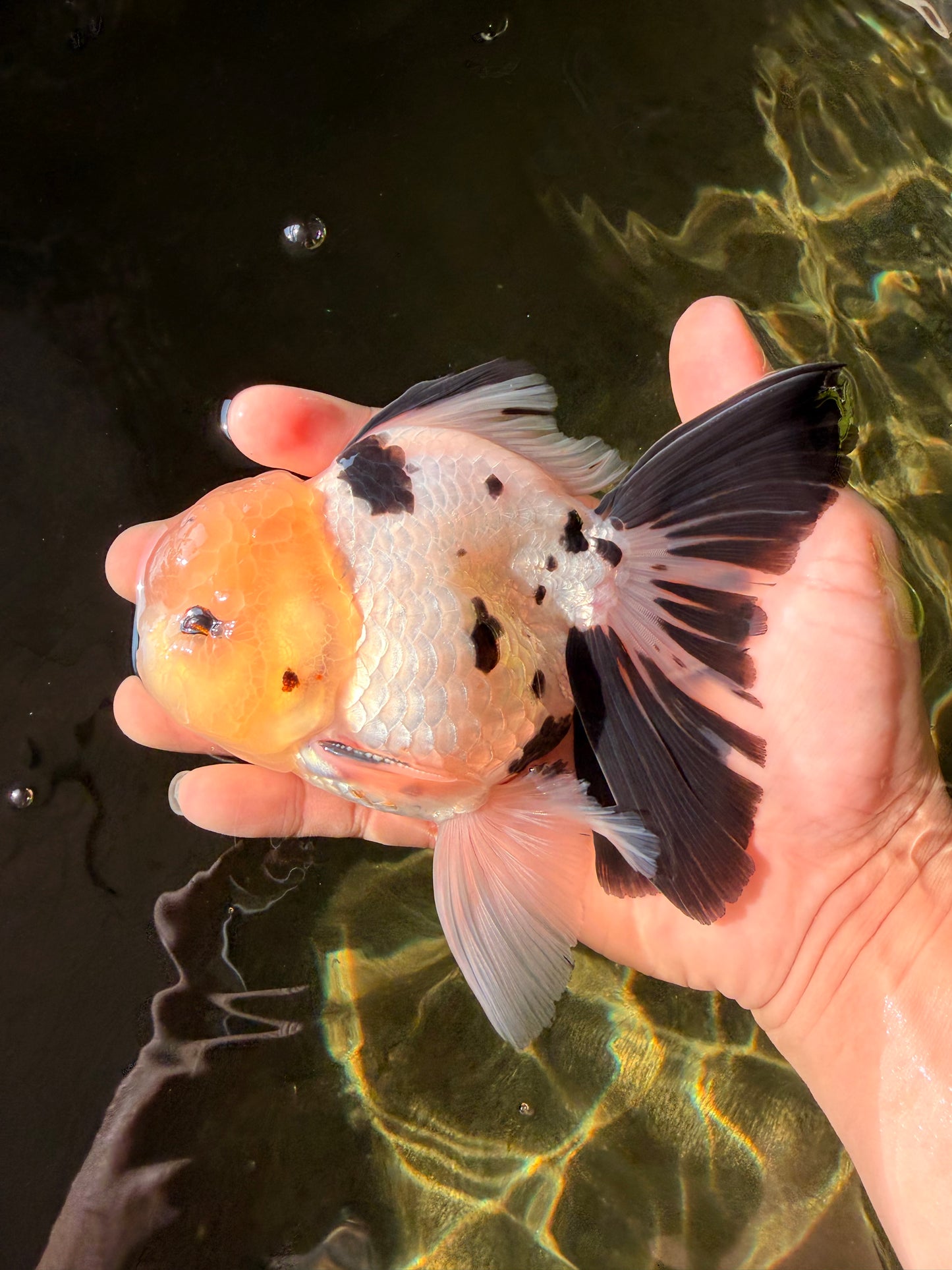 A Grade Panda Oranda Male 5.5 inches #030626OR_23