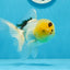 A Grade Lemonhead Oranda Male 5 inches #0830OR_22