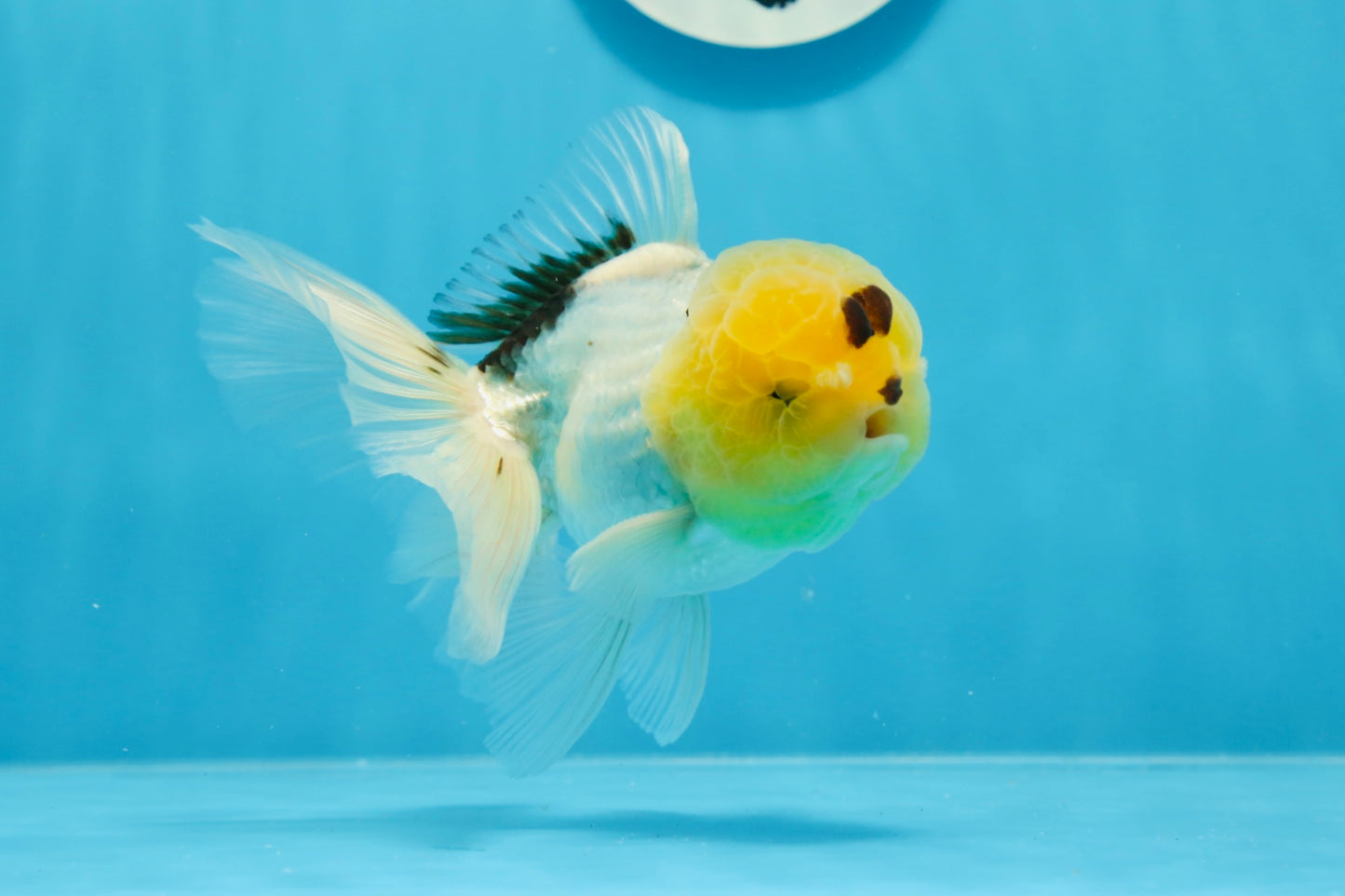 Oranda macho de cabeza de limón de grado A de 5 pulgadas n.° 0830OR_22