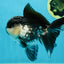 A Grade Panda Oranda Male 5-5.5 inches #050925OR_41