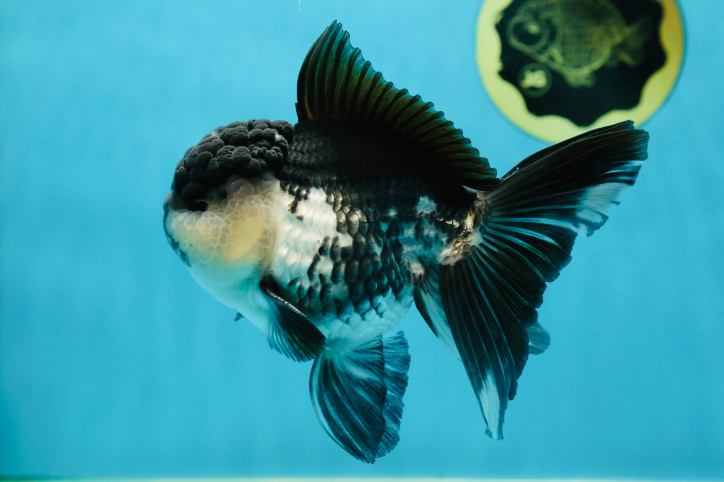 A Grade Panda Oranda Male 5-5.5 inches #050925OR_41