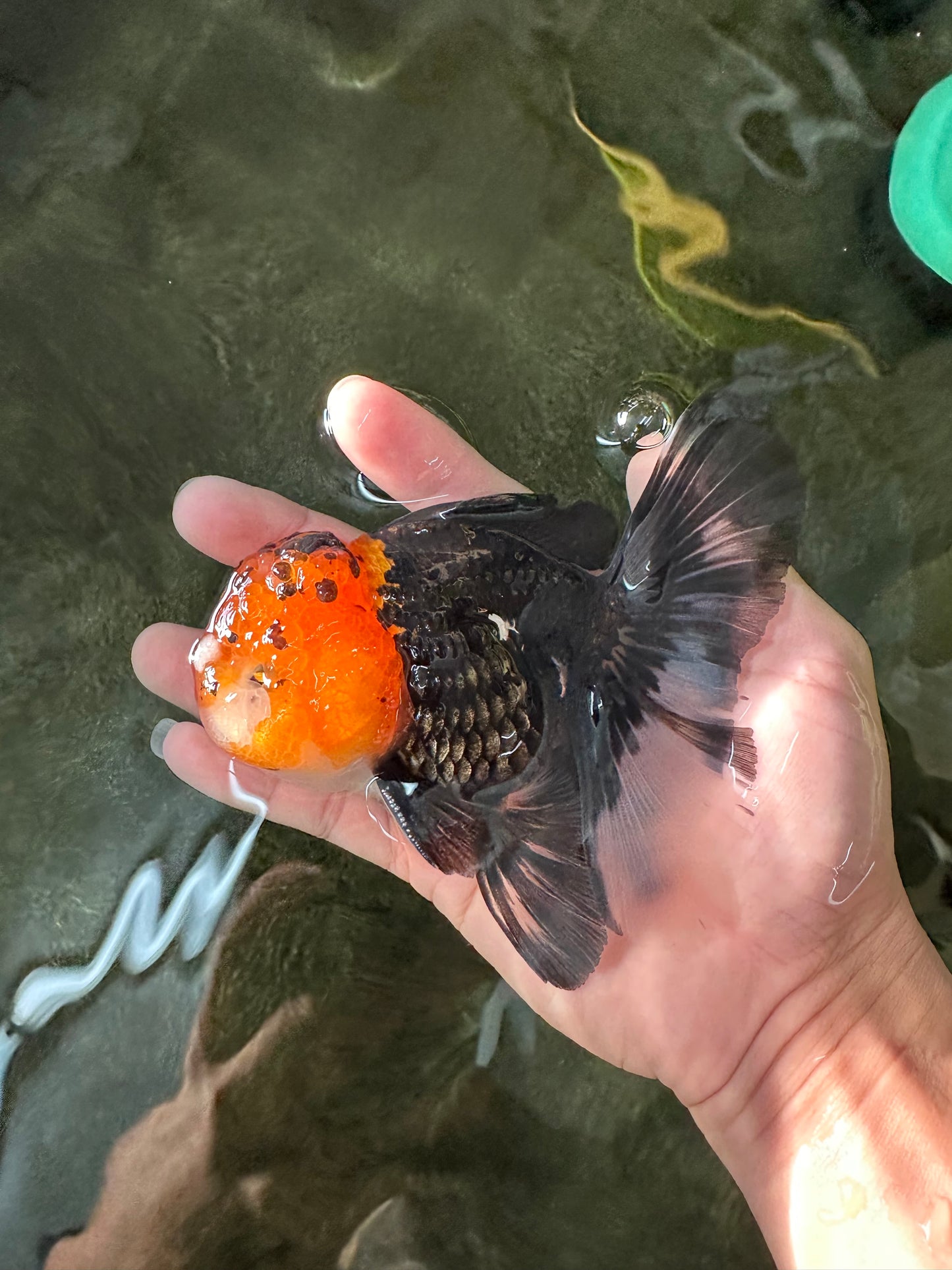 A Grade Monster Red Head Tricolor Oranda Male 5 inches #110124OR_16